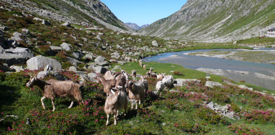 Capra Bionda dell’Adamello